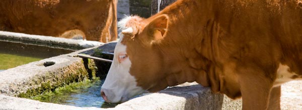 cowdrinkingwater.jpg