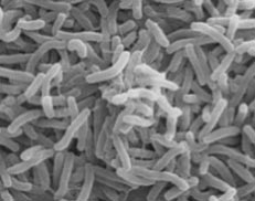 Water Bacteria