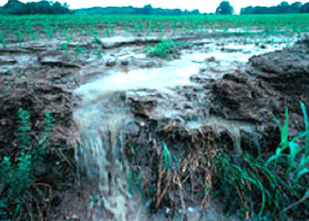 Polluted Water