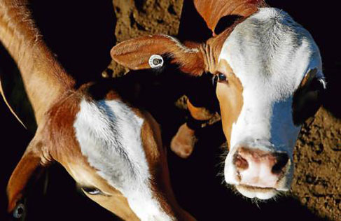 Livestock